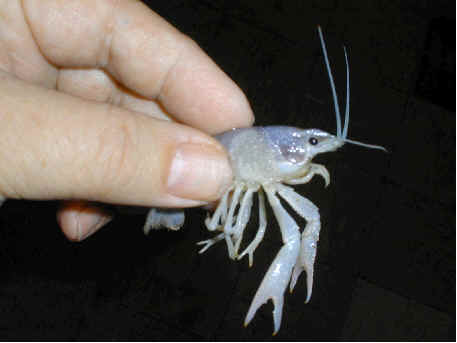 CRAYFISH - SNOW WHITE